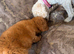 F1B cavapoo puppies 2 Left!