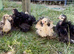 Pekin bantam frizzle chicks