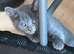 Cute Russian Blues for sale