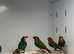 Parrot finches