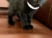 Four beautiful kittens looking for their forever loving homes