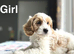 Peaches lovely lemon white cockapoo girl and boy available