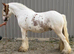 Show quality gelding