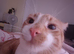 Male and female cats looking for new home