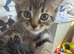 Kitten