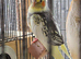 Cockatiels