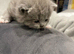 British Shortfur kittens 2 female & 4 male