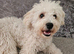 Bichon for SALE male