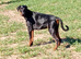 Male euro doberman grand son of colt de perlanera