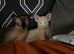 Three Beautiful Sphynx Cats &ndash; Microchipped & Vaccinated (Aged 5 & 1)