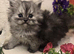 Beautiful Persian kittens ready now reduced to £500