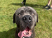 **Cane Corso Boy Looking for His Forever Home ️**