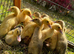 Indian runner ducklings
