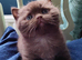 Pure pedigree bsh GCCF reg kittens