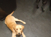 Fox red /yellow full lab pup