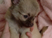 1 boy now available Long Coat Chihuahua puppies