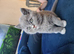 British shorthair carrier Himalayan gen NO GCCFe