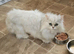 Persian mixed kittens x 3 boys