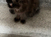 Pedigree registered Persian