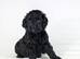Cavapoo boys and girls