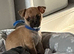 Male Chug (chihuahuaxpug)