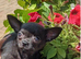 Tiny girl chihuahua