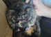 Female cat looking for Dog free home