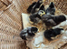 Pekin Chick . × 8