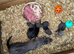 Ferrets for sale