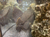 Pleco