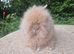 Stunning Teddydwerg babies for sale- parents imported