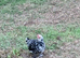 Du'celle bantam hatching eggs