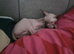 White colour sphynx hairless cat lion cub