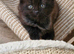 Beautiful Ragdoll Mix Kittens.Ready 9th September
