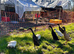 Runner duck hatching eggs