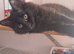 Kittens for rehoming