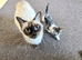 Kittens for adoption