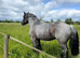 Belgian Draft Mare