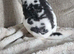 Stunning Mini rex male Genetically rare colour