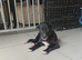 Lurcher pups girl