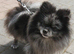 Beautiful pomeranian puppies