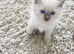 Ragdoll Kittens READY next week