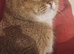 TICA inoculated beautiful Scottish Fold