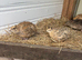 Coturnix quail mainly females