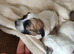 MALTIPOO PUPPIES 3 GIRLS 2 BOYS