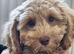 Lily locking for forever home