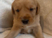 Cockador cross cavapoo