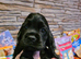 Stunning American Cocker Spaniel puppies