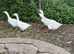 Geese for sale