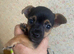 Black tan miniature Jack Russell ( Much Wenlock) DNA Health Clear Stud